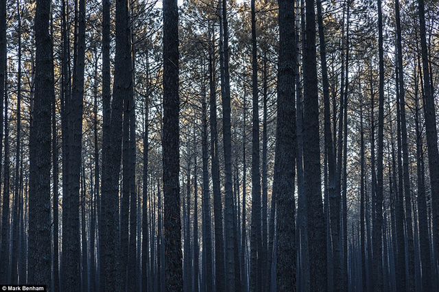 Một vùng rừng vừa trải qua trận cháy ở Bồ Đào Nha, những thân cây còn lại vẫn còn ám khói đen.